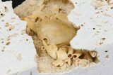 Fossil Crab (Potamon) Preserved in Travertine - Turkey #145047-3
